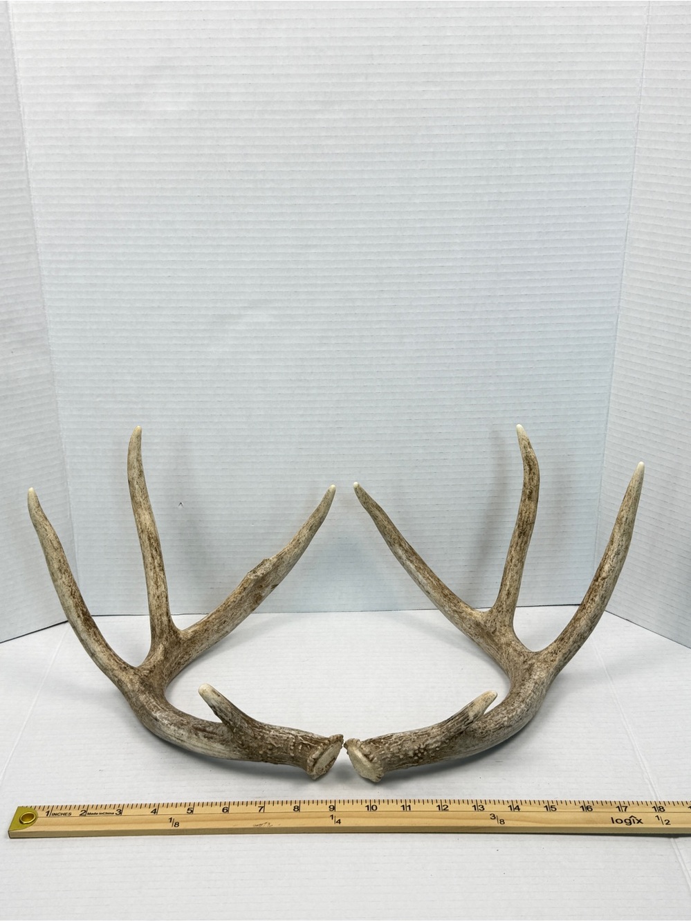 Authentic Naturally Shed Whitetail Deer Antlers 1 Pair